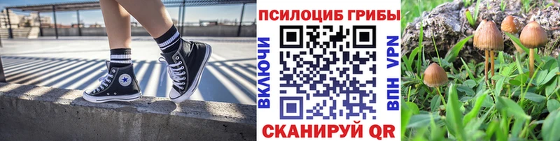 Псилоцибиновые грибы Cubensis  OMG зеркало  Михайлов 
